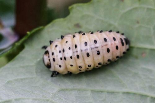 Réf. 228 025 : Chrysomela populi